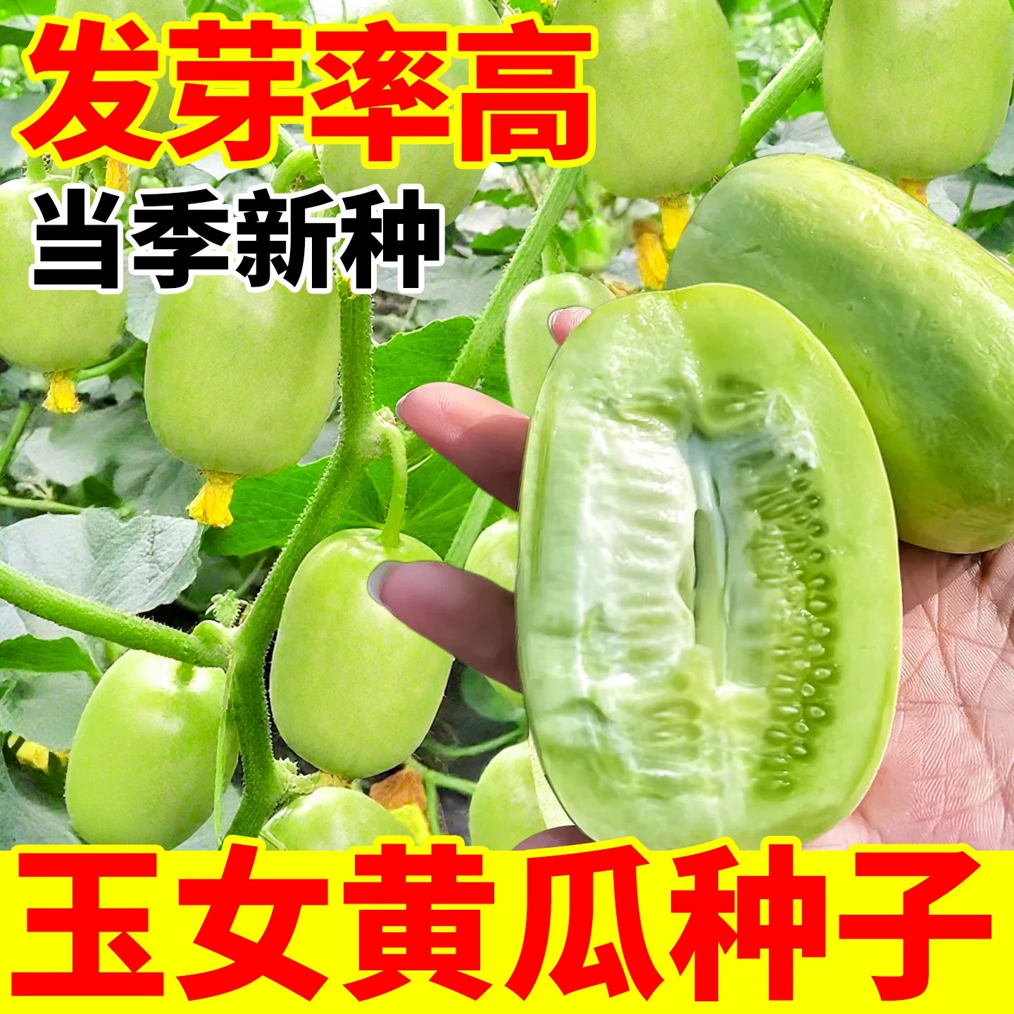 玉女水果黄瓜种子脆甜拇指小黄瓜