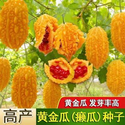 高产黄金瓜苦瓜种口感香甜小赖瓜