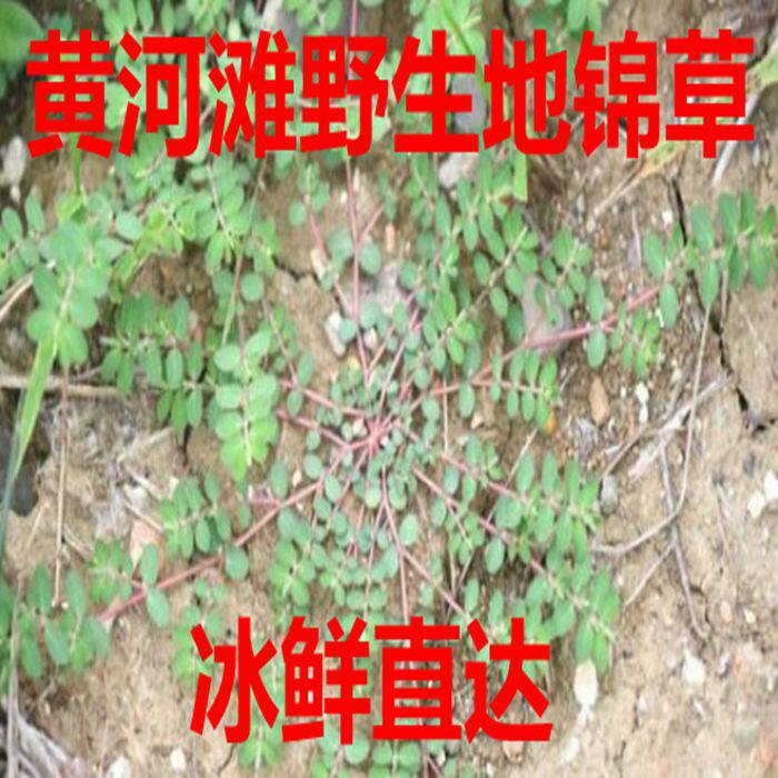 黄河滩野生新鲜地锦草 干品千根草血见愁 奶汁草红莲草奶浆草包邮