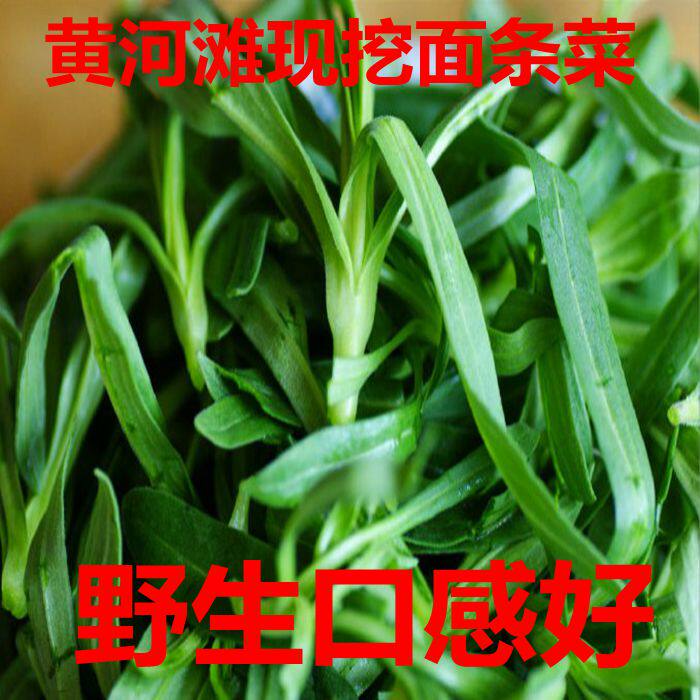 黄河滩野生新鲜面条菜 羊蹄颗野菜时令 羊蹄棵新鲜 现挖现发包邮