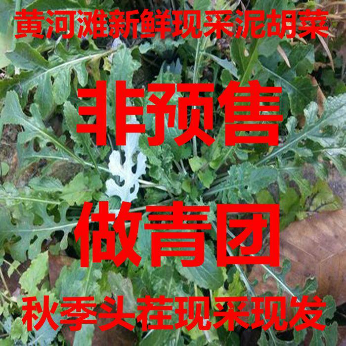 黄河故道新鲜泥胡菜整棵带根茎叶石灰草猪兜菜艾草剪刀草野菜包邮