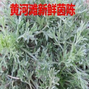茵陈新鲜黄河滩现挖现发正月绵茵陈山茵陈野菜白蒿食嫩芽半斤包邮