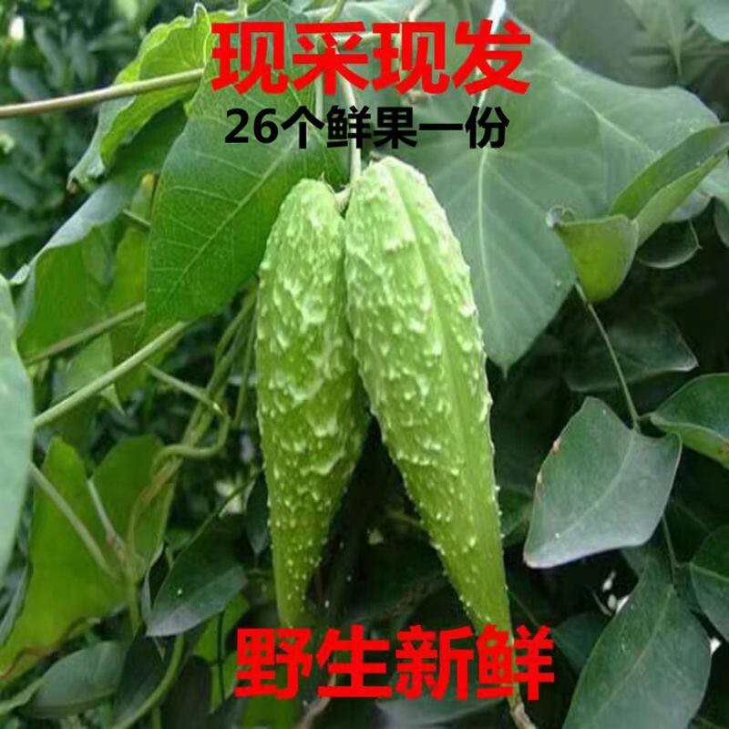 新鲜萝藦摩罗果 鹅绒藤 天浆壳蔓藤草奶合藤奶浆藤羊母奶草通奶草