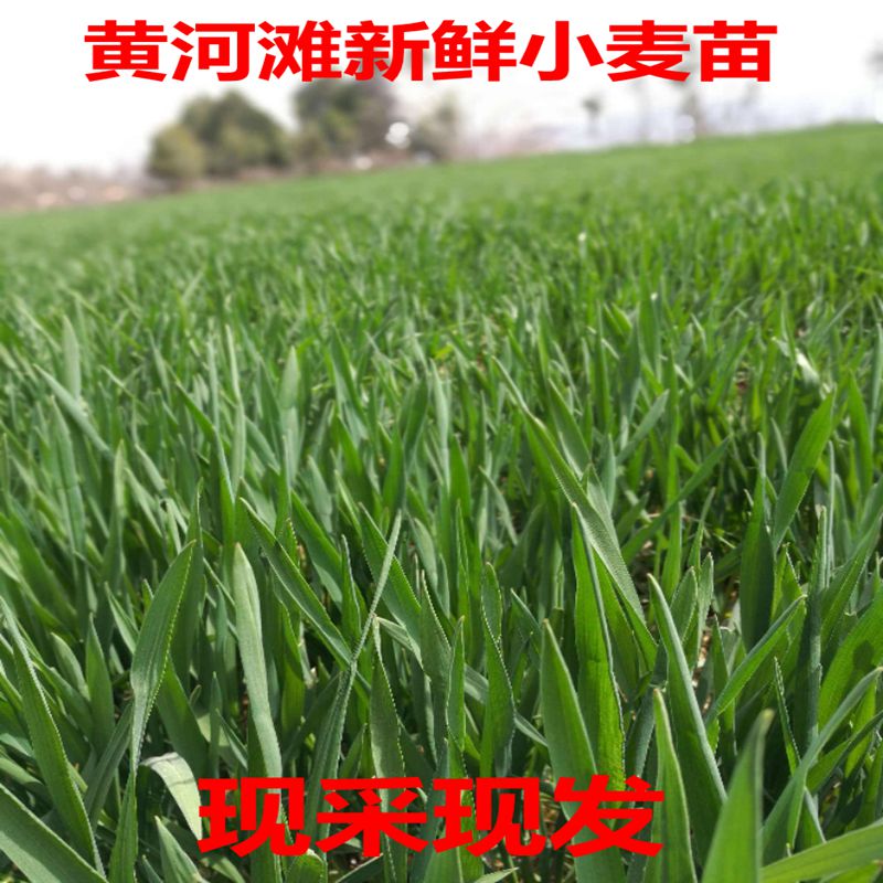 新鲜大麦草小麦苗 荷兰猪豚鼠鲜麦草食物鲜麦草段榨汁现割1斤包邮