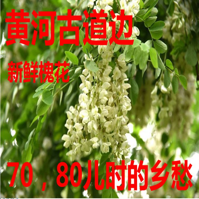 杨槐花新鲜洋槐花长寿乡
