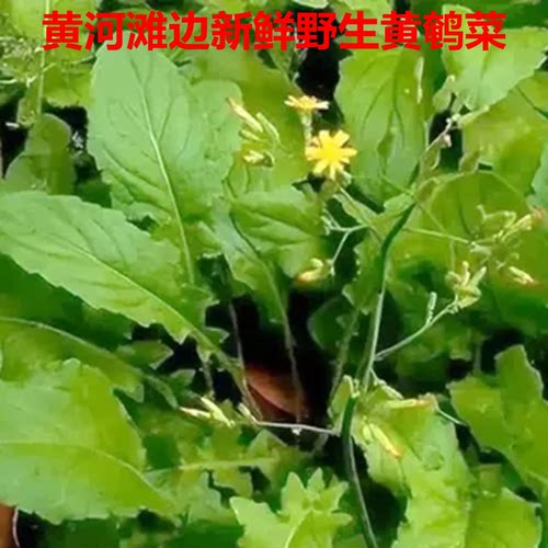 黄河滩边自然生长新鲜黄鹌菜 新鲜黄安菜 新鲜还阳草 野青菜新鲜
