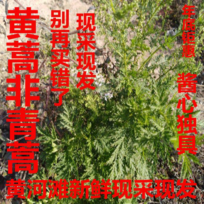 黄花蒿黄蒿野生新鲜黄蒿非青蒿 香蒿 苦蒿 臭蒿 草蒿全株1斤包邮