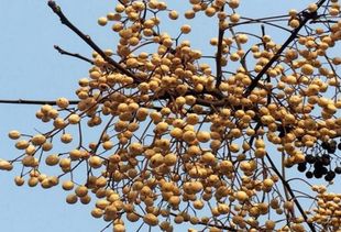 黄河故道新鲜苦楝树叶子苦楝子果实 苦楝树枝条 鲜品500g包邮