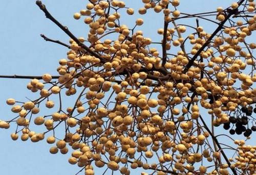 黄河故道新鲜苦楝树叶子苦楝子果实 苦楝树枝条 鲜品500g包邮