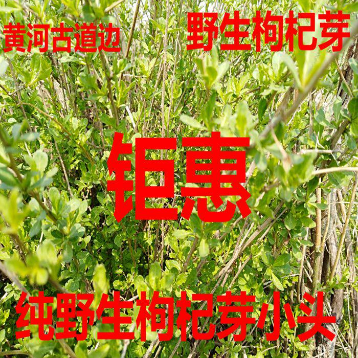 黄河滩野生新鲜枸杞小头 枸杞芽 嫩尖枸杞叶枸芽子狗丁 枸杞小头