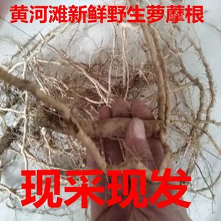 萝藦根新鲜萝藦摩罗果鹅绒藤 天浆壳奶合藤奶浆藤羊母奶草通奶草