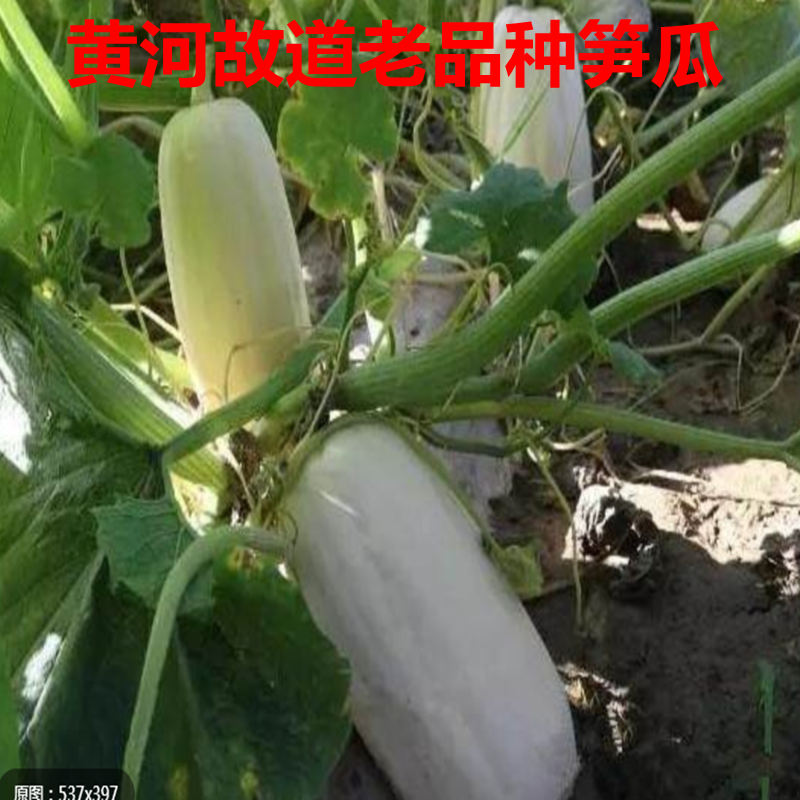 黄河故道新鲜白南瓜现摘 新鲜笋瓜 现摘吊瓜新鲜角瓜包饺子北瓜