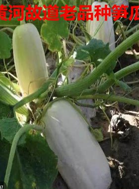 黄河故道新鲜白南瓜现摘新鲜笋瓜