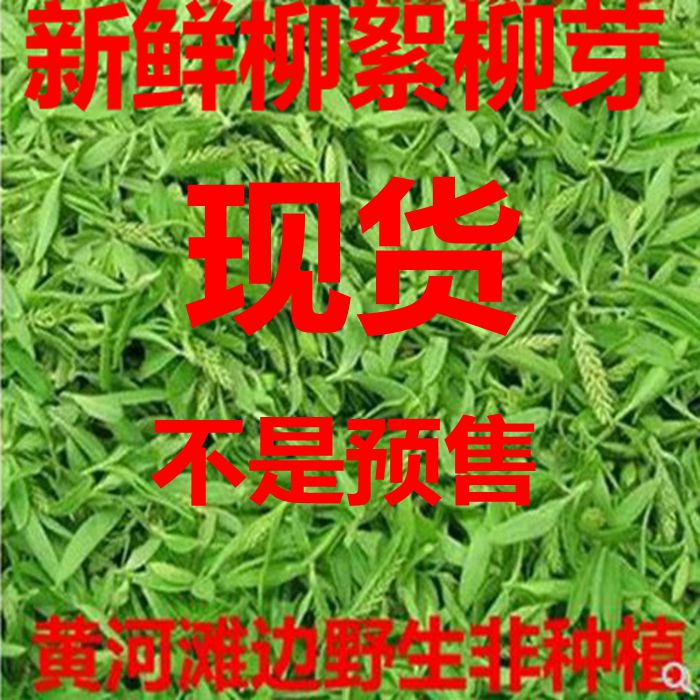 野生柳絮新鲜柳树芽新鲜柳芽