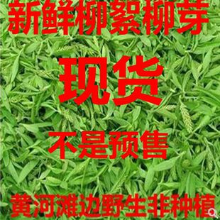 野生柳絮新鲜柳树芽新鲜柳芽儿柳芽菜 柳絮 嫩柳芽非榆钱2斤包邮