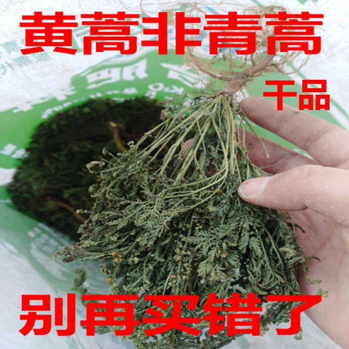 新鲜黄花蒿黄蒿 新鲜黄蒿非青蒿 香蒿 苦蒿 臭蒿 草蒿全株1斤包邮
