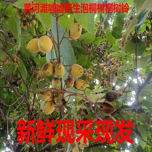 泡桐树桐树铃子 梧桐花新鲜晒干晾干泡桐花 梧桐花粉梧桐树根枝条