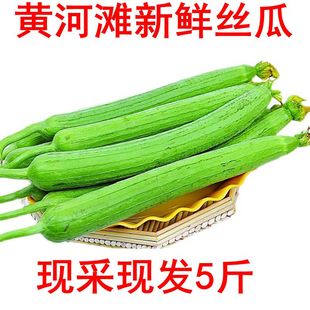 黄河滩农家露天应季新鲜丝瓜 鲜嫩绿皮丝瓜 丝瓜现摘 河南5斤包邮