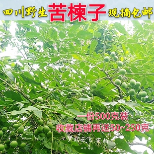 野生新鲜 现摘药材 苦楝子 苦心子 楝枣子 楝果子 土楝实 土楝子