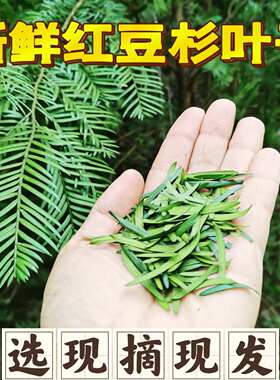 新鲜现摘药材 红豆杉叶子 南方曼地亚红豆杉树叶含紫杉醇泡茶泡酒
