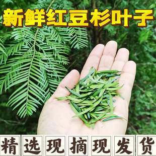 新鲜现摘药材 红豆杉叶子 南方曼地亚红豆杉树叶含紫杉醇泡茶泡酒