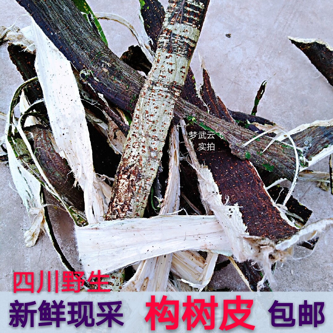 野生新鲜楮实子1斤包邮