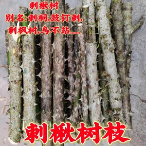 新鲜现采药材 刺楸枝 鸟不宿 鼓钉刺 刺枫树 刺桐枝条 煲汤泡酒料