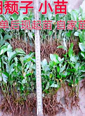 胡颓子 胡秃子 羊奶子 羊奶果 树苗  小苗 盆景 绿植盆栽包邮