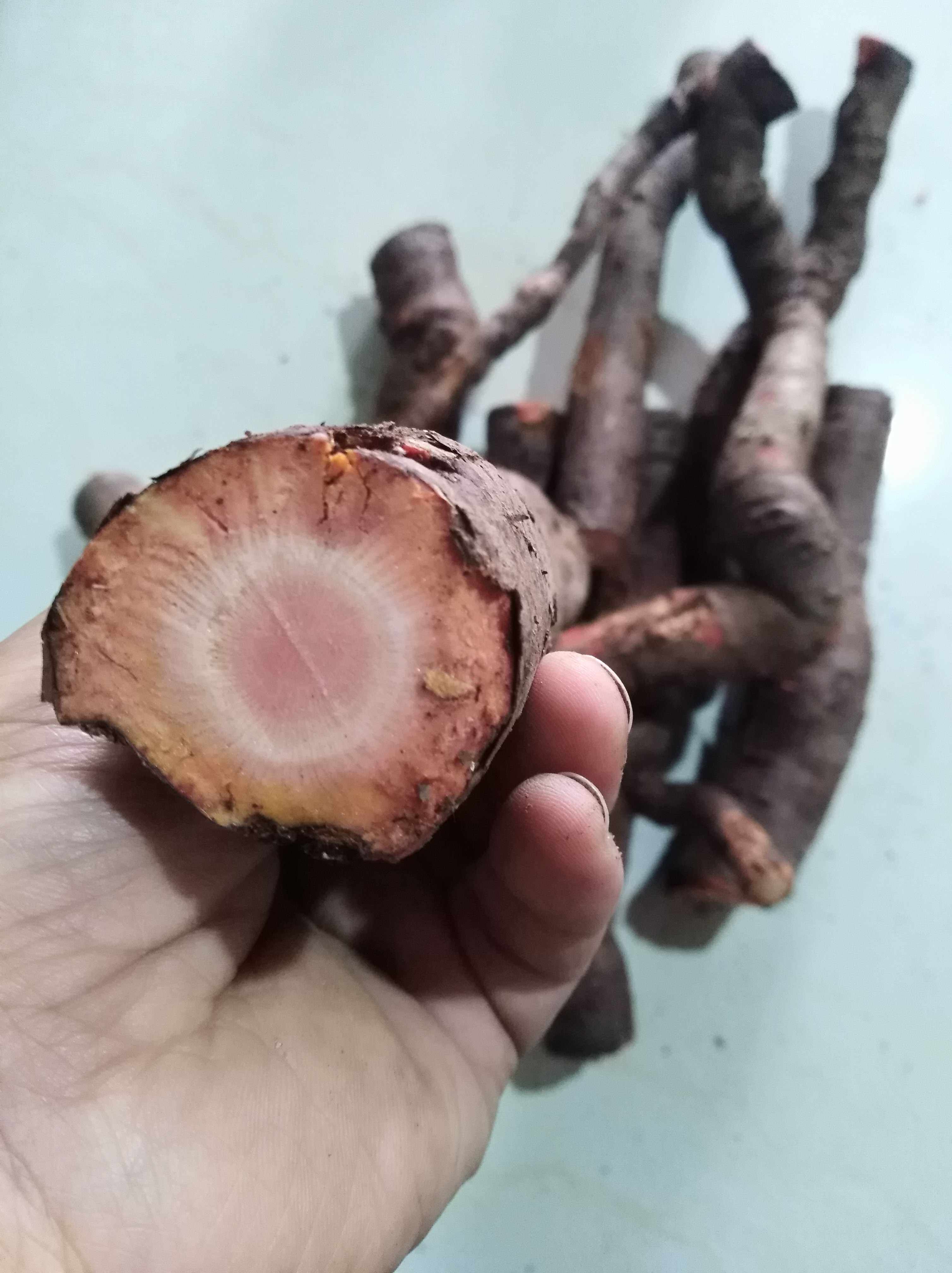 新鲜野生药材三裂叶蛇葡萄赤木通野葡萄根风湿养生泡酒的1斤包邮
