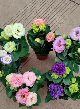 四季重瓣洋桔梗盆栽带花鲜切花品种龙胆花洋桔梗花苗阳台庭院花卉