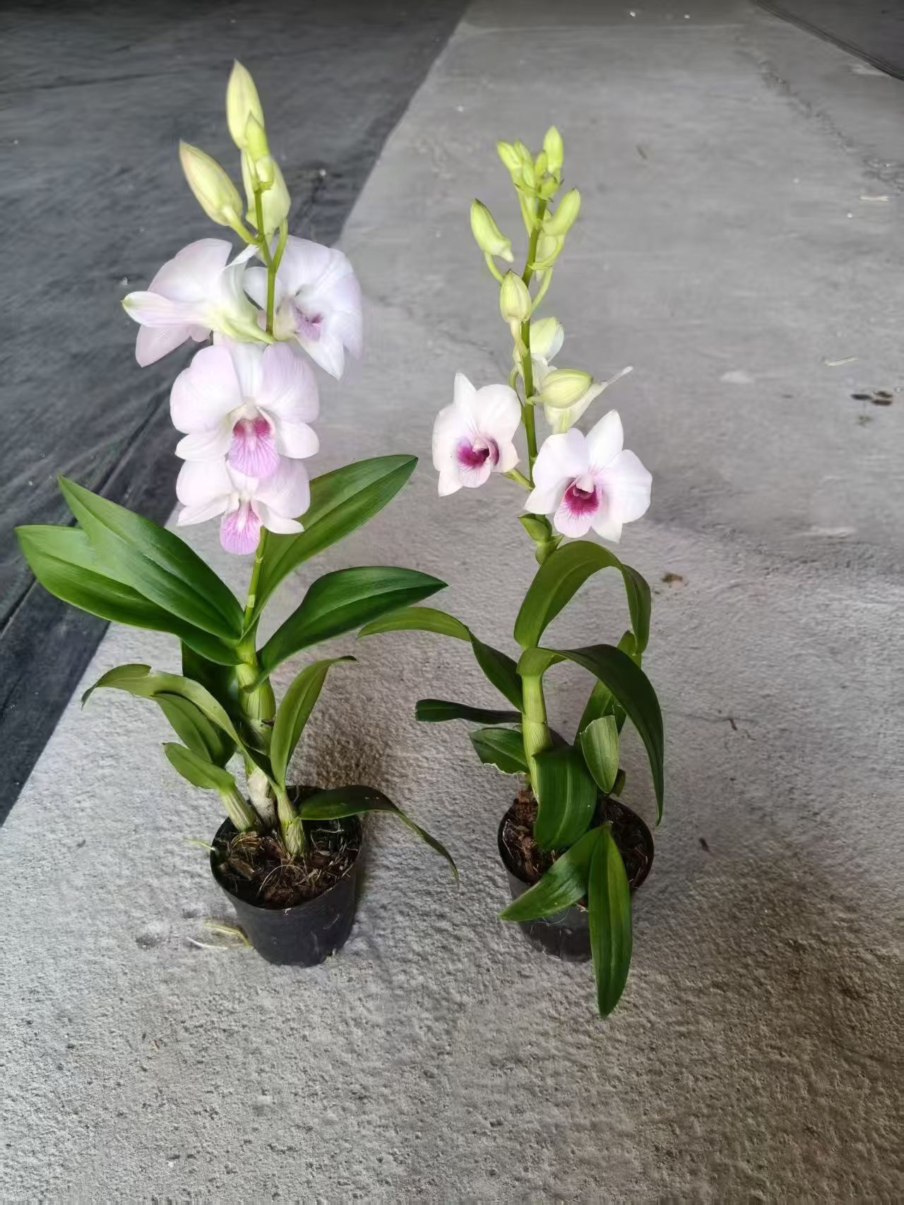 石斛兰盆栽带花卉室内办公桌净化空气四季开花绿植秋石斛