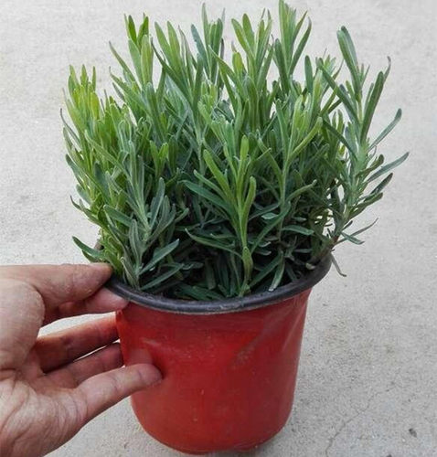 食用迷迭香苗 厨房西餐香草盆栽花卉 阳台庭院提神趣味驱蚊植物