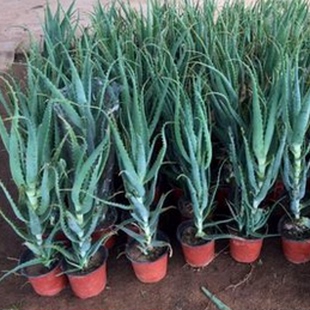 日本木立芦荟植物盆栽龙爪菊芦荟盆栽龙爪食用药用芦荟鲜叶片美容