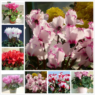 客厅盆栽桌面植物 萝卜海棠花 开花仙客来花苗兔耳朵 带花发货四季
