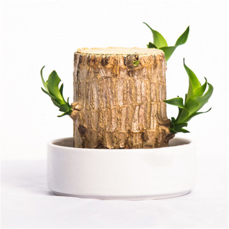 新货上架巴西木水培植物幸运木桌面 办公桌面室内迷你绿植小盆栽