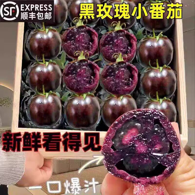 山东黑番茄新鲜现摘紫色西红柿生吃黑珍珠黑玫瑰小番茄沙瓤圆紫5