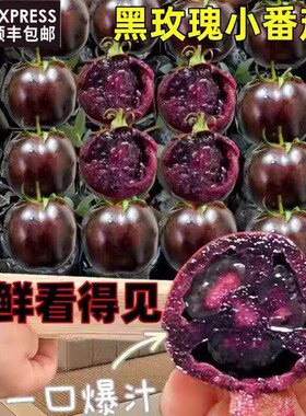 山东黑番茄新鲜现摘紫色西红柿生吃黑珍珠黑玫瑰小番茄沙瓤圆紫5