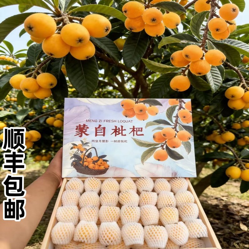 顺丰云南蒙自枇杷礼盒装大果新鲜水果当季批把水果现摘现发甜琵琶,水产肉类/新鲜蔬果/熟食,枇杷,淘宝优惠券,粉丝福利购,淘宝优惠卷
