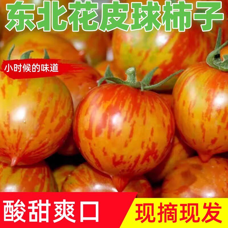 现摘东北花皮球柿子新鲜水果虎铁皮番茄圣女果花皮迷彩草莓西红柿