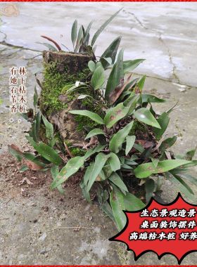 树桩干树枝装饰天然枯木根水培室内苔藓蕨类植物绿植造景摆件好养