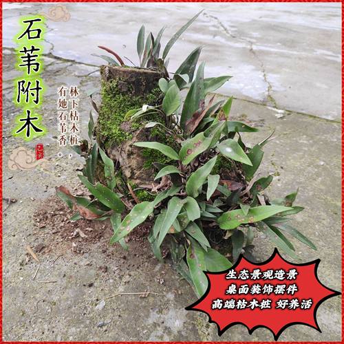 树桩干树枝装饰天然枯木根水培室内苔藓蕨类植物绿植造景摆件好养