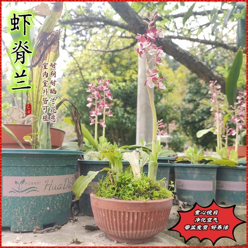 虾脊兰四季好养易活的绿植客厅室内精品名贵养不死的高端兰花系列