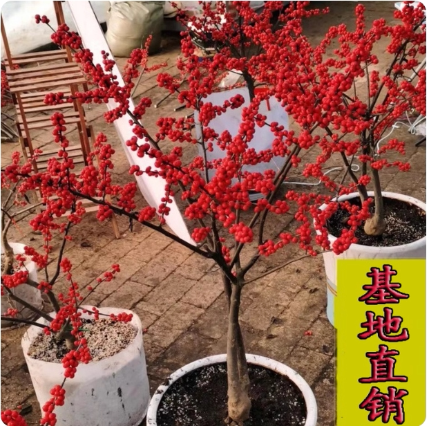 年宵花卉北美冬青盆栽地栽树苗