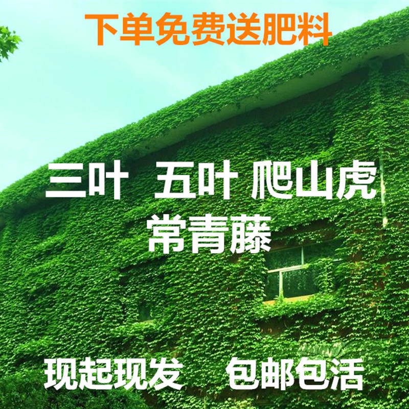 爬山虎苗爬藤植物三叶五叶红色爬桌面绿植