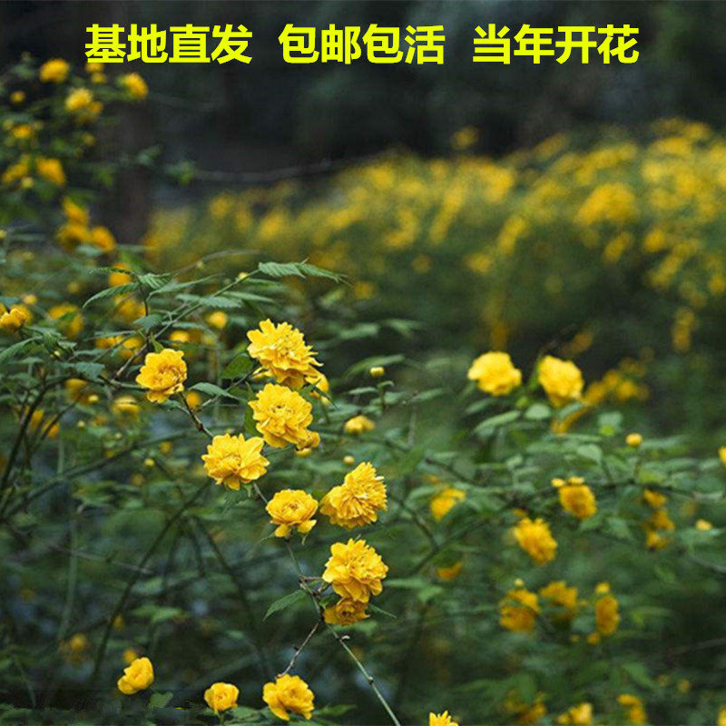 爬藤攀缘植物棣棠苗重瓣耐寒可盆栽地栽黄度梅山吹麻叶黄花榆叶梅
