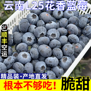 水果新鲜果顺丰 正宗云南L25花香蓝莓玉溪澄江抚仙湖高山露天当季