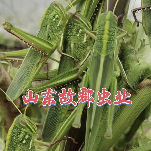 （儿童观察宠物）山东原种蹬倒山蚂蚱：钓鱼喂宠物：校园科普知识