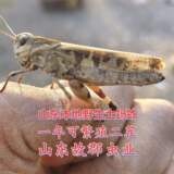 (活体鸟食)亚洲车蝗蚂蚱:山东本地野生蚂蚱耐活好养喂宠物专用
