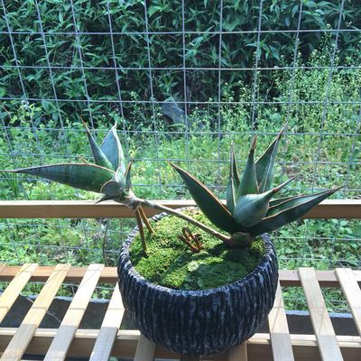 稀有风植物盆栽净化空气