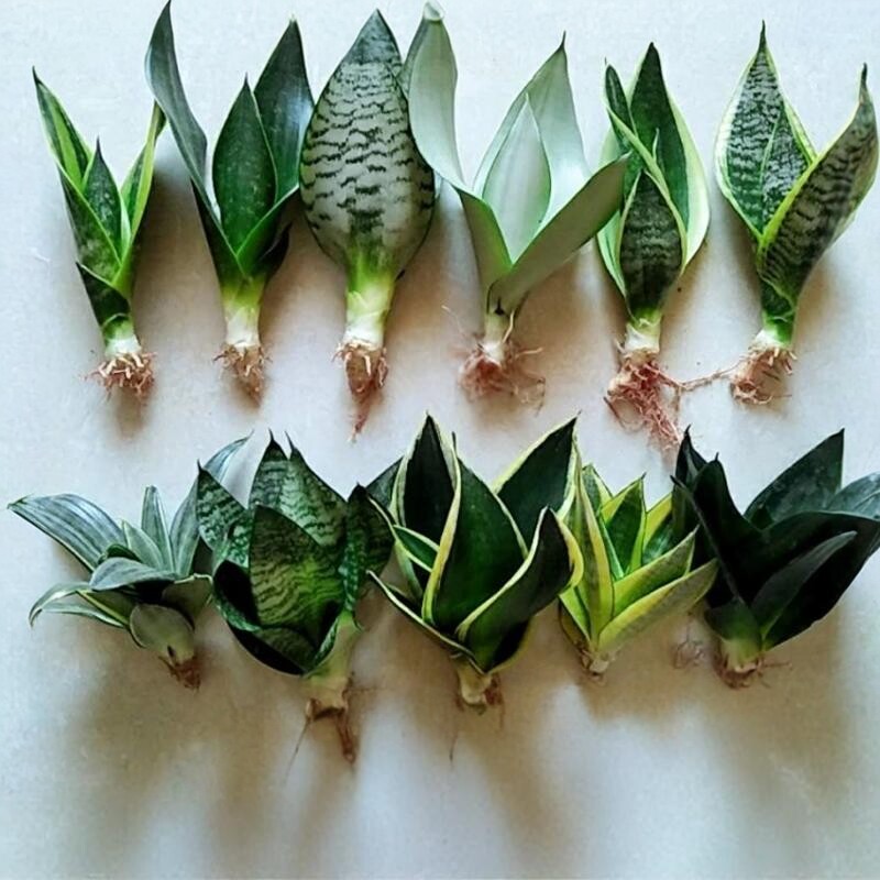 虎皮兰系列盆栽多肉客厅绿植办公室好养花卉阳台水培植物净化空气